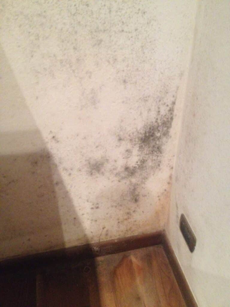 Macchie di muffa su pareti