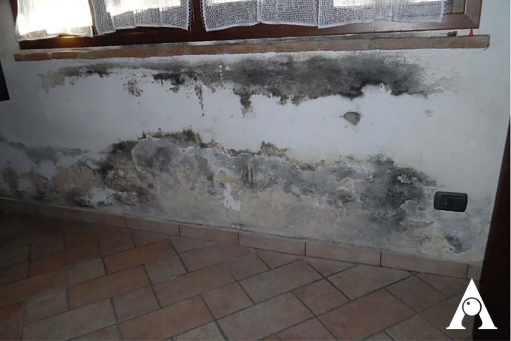 Da Cosa Dipende La Muffa In Casa