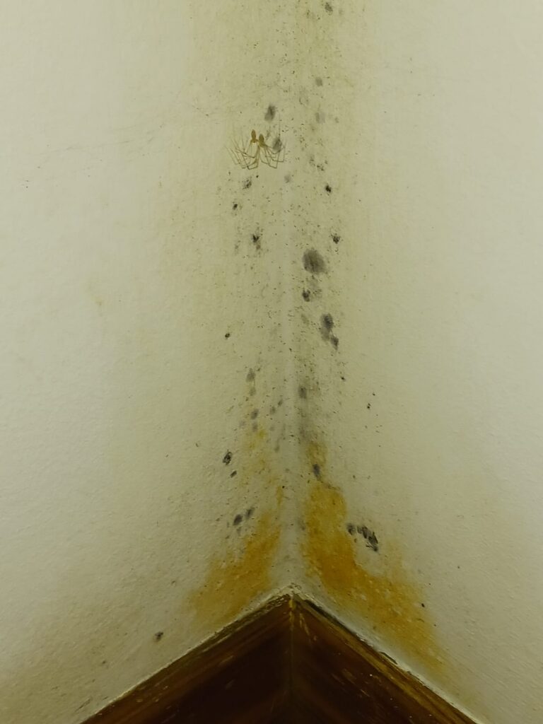 Muffa sul ponte termico