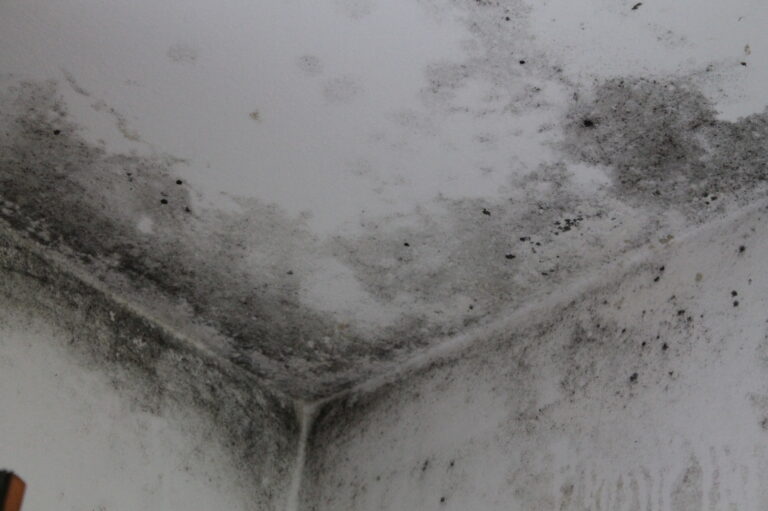 muffa da ponte termico